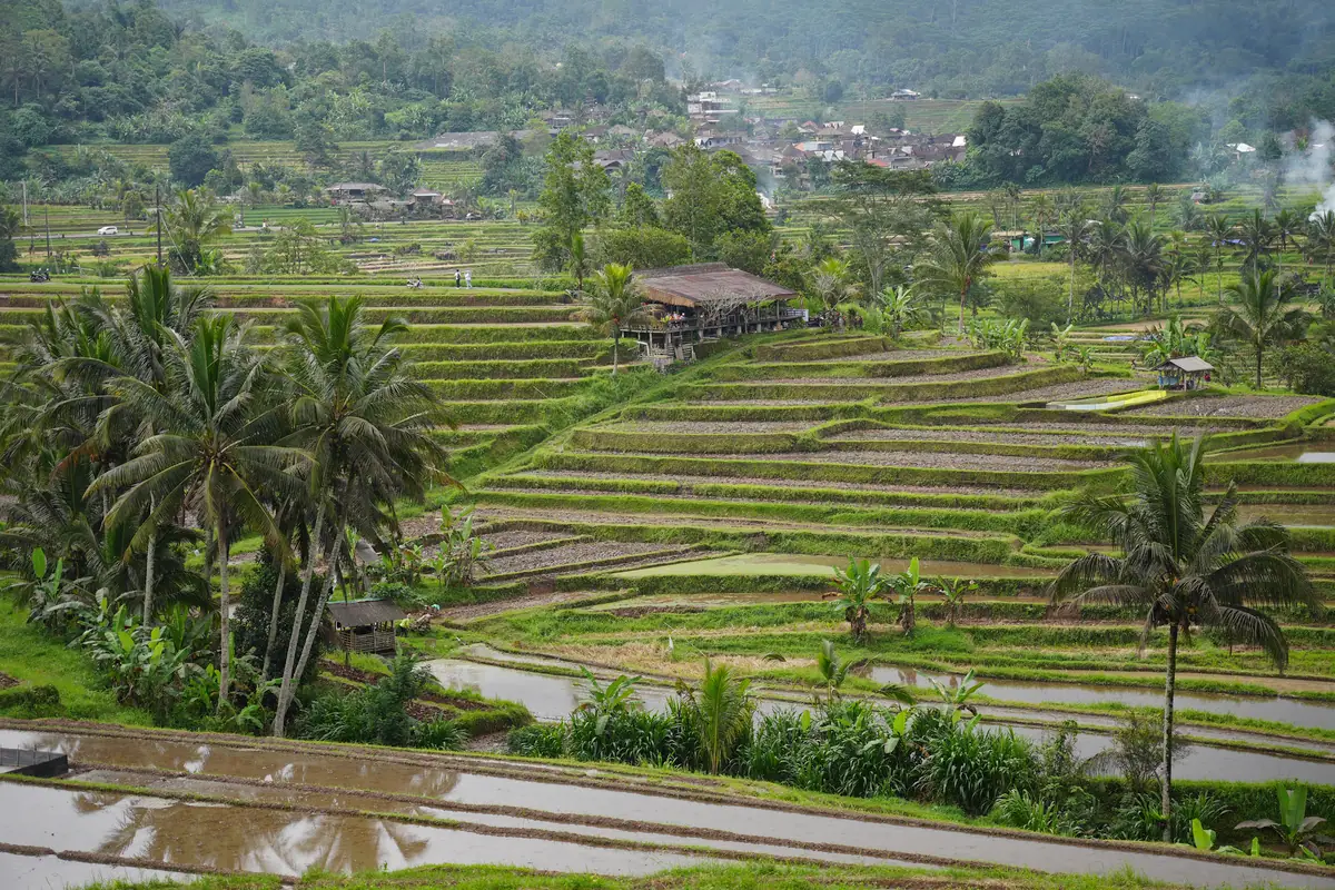 Jatiluwih Rice Terraces