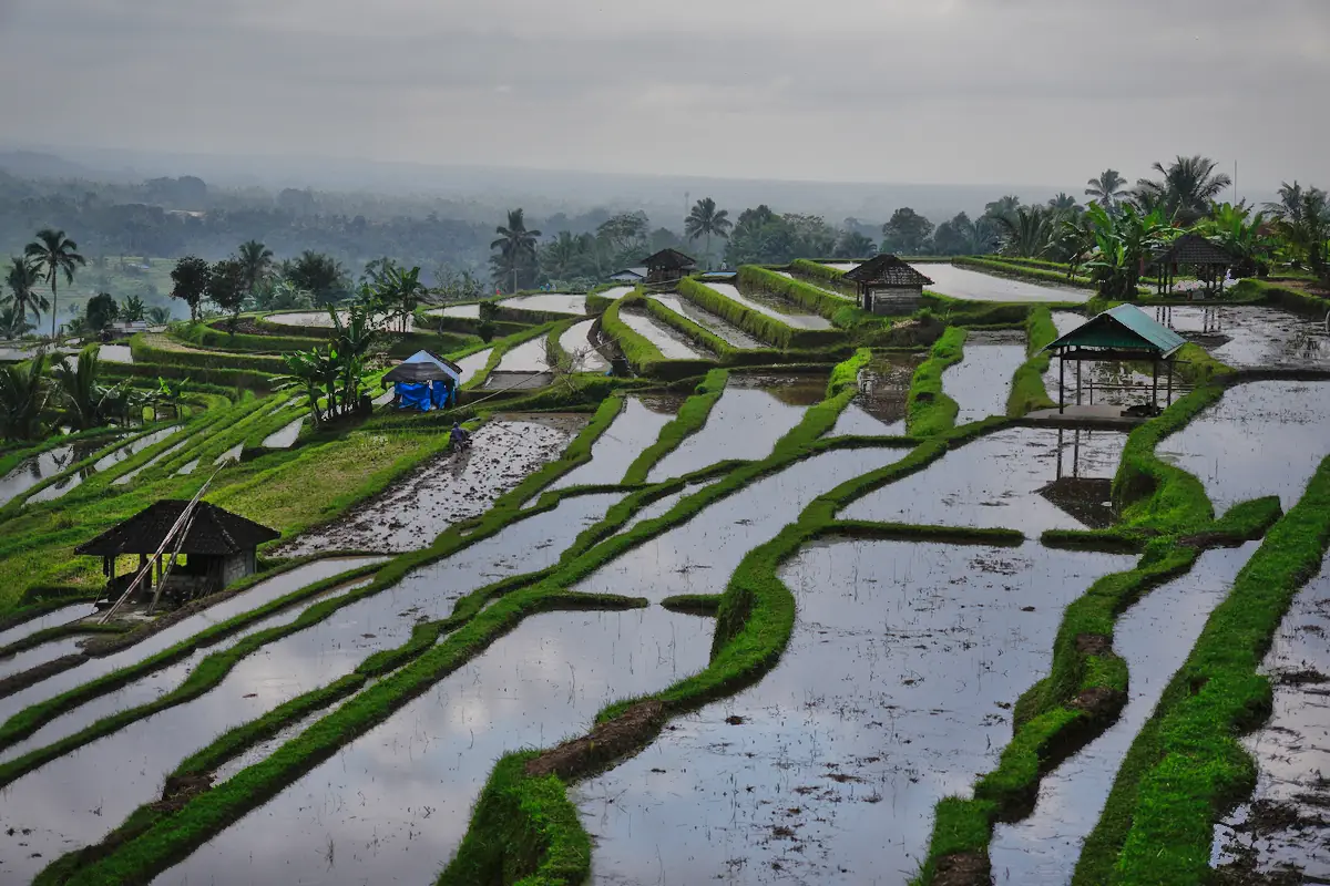 Jatiluwih Rice Terraces