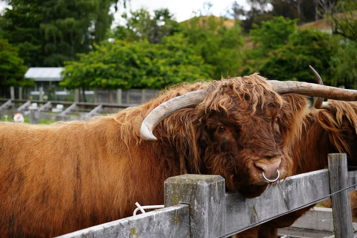Walter Peak Farm Highland Cow