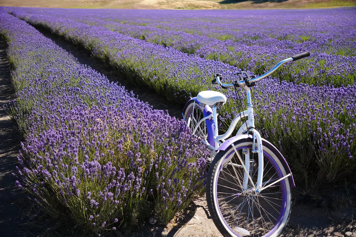 NZ Alpine Lavender Farm