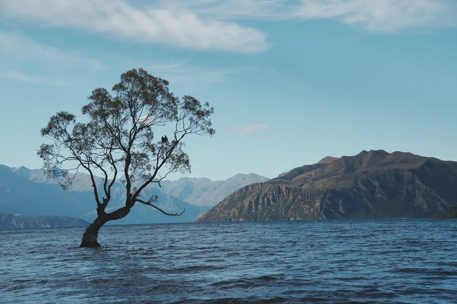 Wanaka Tree