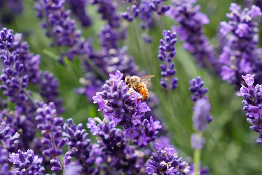 Bee in Wanaka Lavender Farm