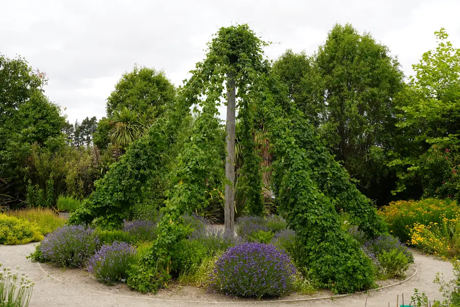 Circular Garden Bed in Wanaka Lavender Farm