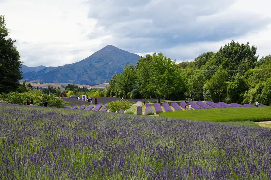 Wanaka Lavender Farm